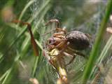 Agelena labyrinthica legt ausgedehnte Trichternetze zwischen Gräsern oder in niedriger Vegetation bis in etwa 1 m Höhe an. Das flache Netz geht an einer Seite in eine Gespinströhre über, in der die Spinne meist auf Beute lauert. 
