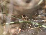 Agelena labyrinthica legt ausgedehnte Trichternetze zwischen Gräsern oder in niedriger Vegetation bis in etwa 1 m Höhe an. Das flache Netz geht an einer Seite in eine Gespinströhre über, in der die Spinne meist auf Beute lauert. 