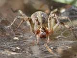 Agelena labyrinthica legt ausgedehnte Trichternetze zwischen Gräsern oder in niedriger Vegetation bis in etwa 1 m Höhe an. Das flache Netz geht an einer Seite in eine Gespinströhre über, in der die Spinne meist auf Beute lauert. 