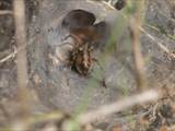 Agelena labyrinthica legt ausgedehnte Trichternetze zwischen Gräsern oder in niedriger Vegetation bis in etwa 1 m Höhe an. Das flache Netz geht an einer Seite in eine Gespinströhre über, in der die Spinne meist auf Beute lauert. 