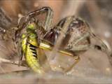 Agelena labyrinthica legt ausgedehnte Trichternetze zwischen Gräsern oder in niedriger Vegetation bis in etwa 1 m Höhe an. Das flache Netz geht an einer Seite in eine Gespinströhre über, in der die Spinne meist auf Beute lauert. 