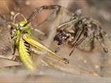 Agelena labyrinthica legt ausgedehnte Trichternetze zwischen Gräsern oder in niedriger Vegetation bis in etwa 1 m Höhe an. Das flache Netz geht an einer Seite in eine Gespinströhre über, in der die Spinne meist auf Beute lauert. 