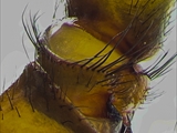 Keller-Finsterspinne (Amaurobius ferox) Gelenk