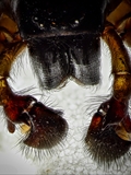 Bei den Männchen von Amaurobius ferox ist das letzte Glied des Pedipalpen, ursprünglich das Fußglied, in ein Palpenorgan umgebaut. Das Organ wird Bulbus genannt und enthält im Inneren einen Hohlraum für den Transport des Spermas zum Besamen des Weibchens.