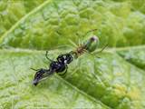 Sie ist eine kleinere Radnetzspinne aus der Familie der Echten Radnetzspinnen (Araneidae). Ihr gelblich-grüner Hinterleib erinnert an einen Kürbis (Name).