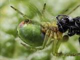 Sie ist eine kleinere Radnetzspinne aus der Familie der Echten Radnetzspinnen (Araneidae). Ihr gelblich-grüner Hinterleib erinnert an einen Kürbis (Name).