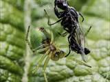 Sie ist eine kleinere Radnetzspinne aus der Familie der Echten Radnetzspinnen (Araneidae). Ihr gelblich-grüner Hinterleib erinnert an einen Kürbis (Name).