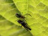 Sie ist eine kleinere Radnetzspinne aus der Familie der Echten Radnetzspinnen (Araneidae). Ihr gelblich-grüner Hinterleib erinnert an einen Kürbis (Name).