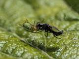 Sie ist eine kleinere Radnetzspinne aus der Familie der Echten Radnetzspinnen (Araneidae). Ihr gelblich-grüner Hinterleib erinnert an einen Kürbis (Name).