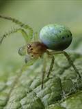 Sie ist eine kleinere Radnetzspinne aus der Familie der Echten Radnetzspinnen (Araneidae). Ihr gelblich-grüner Hinterleib erinnert an einen Kürbis (Name).