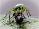 Sie ist eine kleinere Radnetzspinne aus der Familie der Echten Radnetzspinnen (Araneidae). Ihr gelblich-grüner Hinterleib erinnert an einen Kürbis (Name).