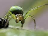 Sie ist eine kleinere Radnetzspinne aus der Familie der Echten Radnetzspinnen (Araneidae). Ihr gelblich-grüner Hinterleib erinnert an einen Kürbis (Name).