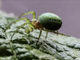 Sie ist eine kleinere Radnetzspinne aus der Familie der Echten Radnetzspinnen (Araneidae). Ihr gelblich-grüner Hinterleib erinnert an einen Kürbis (Name).
