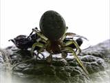 Sie ist eine kleinere Radnetzspinne aus der Familie der Echten Radnetzspinnen (Araneidae). Ihr gelblich-grüner Hinterleib erinnert an einen Kürbis (Name).