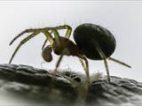 Sie ist eine kleinere Radnetzspinne aus der Familie der Echten Radnetzspinnen (Araneidae). Ihr gelblich-grüner Hinterleib erinnert an einen Kürbis (Name).