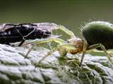 Sie ist eine kleinere Radnetzspinne aus der Familie der Echten Radnetzspinnen (Araneidae). Ihr gelblich-grüner Hinterleib erinnert an einen Kürbis (Name).