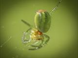 Sie ist eine kleinere Radnetzspinne aus der Familie der Echten Radnetzspinnen (Araneidae). Ihr gelblich-grüner Hinterleib erinnert an einen Kürbis (Name).