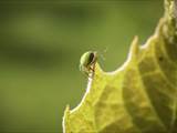 Sie ist eine kleinere Radnetzspinne aus der Familie der Echten Radnetzspinnen (Araneidae). Ihr gelblich-grüner Hinterleib erinnert an einen Kürbis (Name).