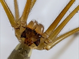 Große Zitterspinnne pholcus phalangioides  (Taster des Männchens durch die Geschlechtsorgane keulenförmig verdickt)