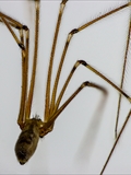 Große Zitterspinnne pholcus phalangioides  (Taster des Männchens durch die Geschlechtsorgane keulenförmig verdickt)