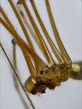 Große Zitterspinnne pholcus phalangioides  (Taster des Männchens durch die Geschlechtsorgane keulenförmig verdickt)