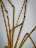 Große Zitterspinnne pholcus phalangioides  (Taster des Männchens durch die Geschlechtsorgane keulenförmig verdickt)
