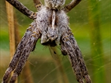 Die Listspinne (Pisaura mirabills) beschützt ihre Jungen