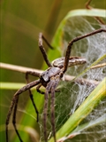 Die Listspinne (Pisaura mirabills) beschützt ihre Jungen