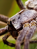 Die Listspinne (Pisaura mirabills) beschützt ihre Jungen