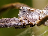 Das Weibchen der Listspinne (Pisaura mirabilis) spinnt die befruchteten Eier in der zweiten Junihälfte in einen ca. 1 cm großen Eikokon ein und trägt ihn ca. 2 Wochen bis kurz vor  dem Ausschlüpfen der Jungen mit ihren Cheliceren (Kieferklauen). Dann baut sie ein kuppelförmiges 5 cm großes Nest, in den der Kokon gehängt wird und in den die Jungen ausschlüpfen. Bis die Jungen das Nest verlassen, werden sie von ihrer Mutter verteidigt. 