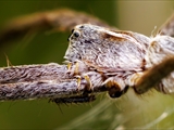 Die Listspinne (Pisaura mirabills) beschützt ihre Jungen