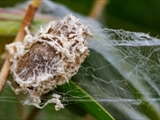 Die Listspinne (Pisaura mirabills) beschützt ihre Jungen