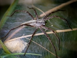 Die Listspinne (Pisaura mirabills) beschützt ihre Jungen