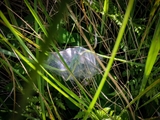Das Weibchen der Listspinne (Pisaura mirabilis) spinnt die befruchteten Eier in der zweiten Junihälfte in einen ca. 1 cm großen Eikokon ein und trägt ihn ca. 2 Wochen bis kurz vor  dem Ausschlüpfen der Jungen mit ihren Cheliceren (Kieferklauen). Dann baut sie ein kuppelförmiges 5 cm großes Nest, in den der Kokon gehängt wird und in den die Jungen ausschlüpfen. Bis die Jungen das Nest verlassen, werden sie von ihrer Mutter verteidigt. 