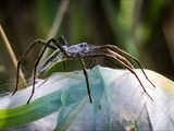 Das Weibchen der Listspinne (Pisaura mirabilis) spinnt die befruchteten Eier in der zweiten Junihälfte in einen ca. 1 cm großen Eikokon ein und trägt ihn ca. 2 Wochen bis kurz vor  dem Ausschlüpfen der Jungen mit ihren Cheliceren (Kieferklauen). Dann baut sie ein kuppelförmiges 5 cm großes Nest, in den der Kokon gehängt wird und in den die Jungen ausschlüpfen. Bis die Jungen das Nest verlassen, werden sie von ihrer Mutter verteidigt. 