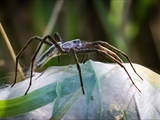 Die Listspinne (Pisaura mirabills) beschützt ihre Jungen