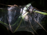 Nach der Eiablage tragen die Weibchen den Eikokon eine Zeit lang mit den Chelizeren herum. Später wird er zwischen Pflanzen mit losen Fäden eingesponnen und bewacht.