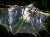 Die Listspinne (Pisaura mirabills) beschützt ihre Jungen