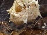 Das Weibchen der Listspinne (Pisaura mirabilis) spinnt die befruchteten Eier in der zweiten Junihälfte in einen ca. 1 cm großen Eikokon ein und trägt ihn ca. 2 Wochen bis kurz vor  dem Ausschlüpfen der Jungen mit ihren Cheliceren (Kieferklauen). Dann baut sie ein kuppelförmiges 5 cm großes Nest, in den der Kokon gehängt wird und in den die Jungen ausschlüpfen. Bis die Jungen das Nest verlassen, werden sie von ihrer Mutter verteidigt. 