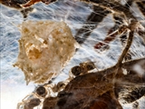Das Weibchen der Listspinne (Pisaura mirabilis) spinnt die befruchteten Eier in der zweiten Junihälfte in einen ca. 1 cm großen Eikokon ein und trägt ihn ca. 2 Wochen bis kurz vor  dem Ausschlüpfen der Jungen mit ihren Cheliceren (Kieferklauen). Dann baut sie ein kuppelförmiges 5 cm großes Nest, in den der Kokon gehängt wird und in den die Jungen ausschlüpfen. Bis die Jungen das Nest verlassen, werden sie von ihrer Mutter verteidigt. 