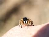 Sie sind die artenreichste Familie in der Ordnung der Webspinnen (Araneae). Springspinnen lauern ihrer Beute auf und springen sie an (Name).