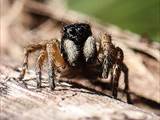 Sie sind die artenreichste Familie in der Ordnung der Webspinnen (Araneae). Springspinnen lauern ihrer Beute auf und springen sie an (Name).