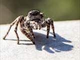 Sie sind die artenreichste Familie in der Ordnung der Webspinnen (Araneae). Springspinnen lauern ihrer Beute auf und springen sie an (Name).