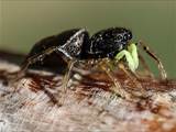 Sie sind die artenreichste Familie in der Ordnung der Webspinnen (Araneae). Springspinnen lauern ihrer Beute auf und springen sie an (Name).