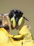 Sie sind die artenreichste Familie in der Ordnung der Webspinnen (Araneae). Springspinnen lauern ihrer Beute auf und springen sie an (Name).