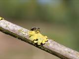 Sie sind die artenreichste Familie in der Ordnung der Webspinnen (Araneae). Springspinnen lauern ihrer Beute auf und springen sie an (Name).