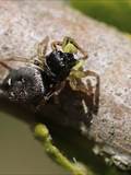 Sie sind die artenreichste Familie in der Ordnung der Webspinnen (Araneae). Springspinnen lauern ihrer Beute auf und springen sie an (Name).