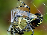 Wespenspinne (Argiope bruennichi) spinnt eine Honigbiene (Apis mellifera) ein