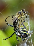 Wespenspinne (Argiope bruennichi) spinnt eine Honigbiene (Apis mellifera) ein