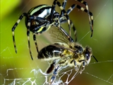 Wespenspinne (Argiope bruennichi) spinnt eine Honigbiene (Apis mellifera) ein